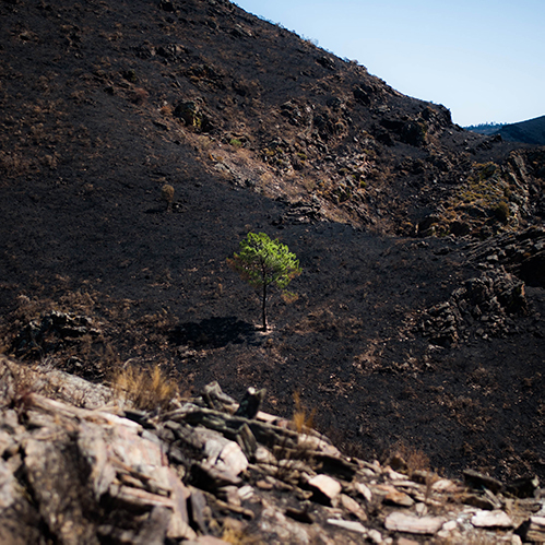 Single tree on burnt ground